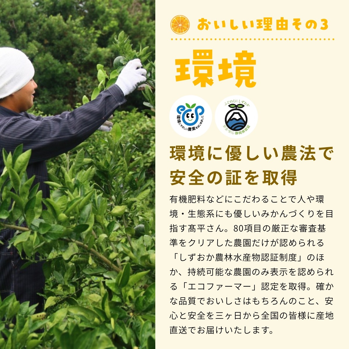 【早生小玉3S～S】 認証農園髙平さんの 三ヶ日みかん 8kg