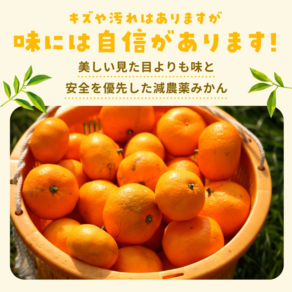 【早生小玉3S～S】 高平さんの減農薬 三ヶ日みかん 8kg