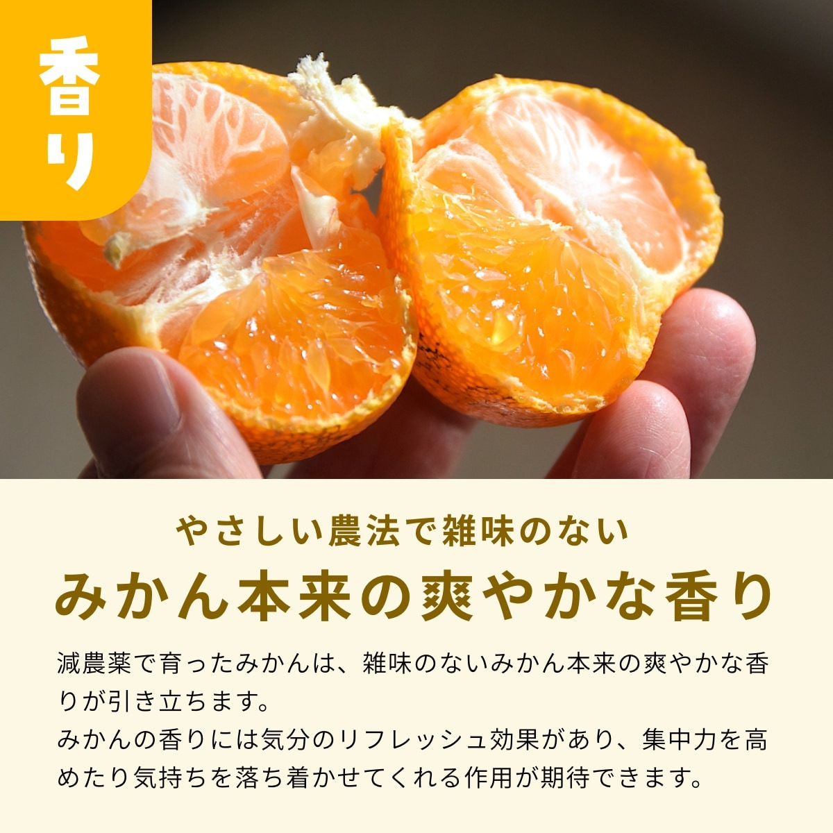 【早生小玉3S～S】 高平さんの減農薬 三ヶ日みかん 8kg