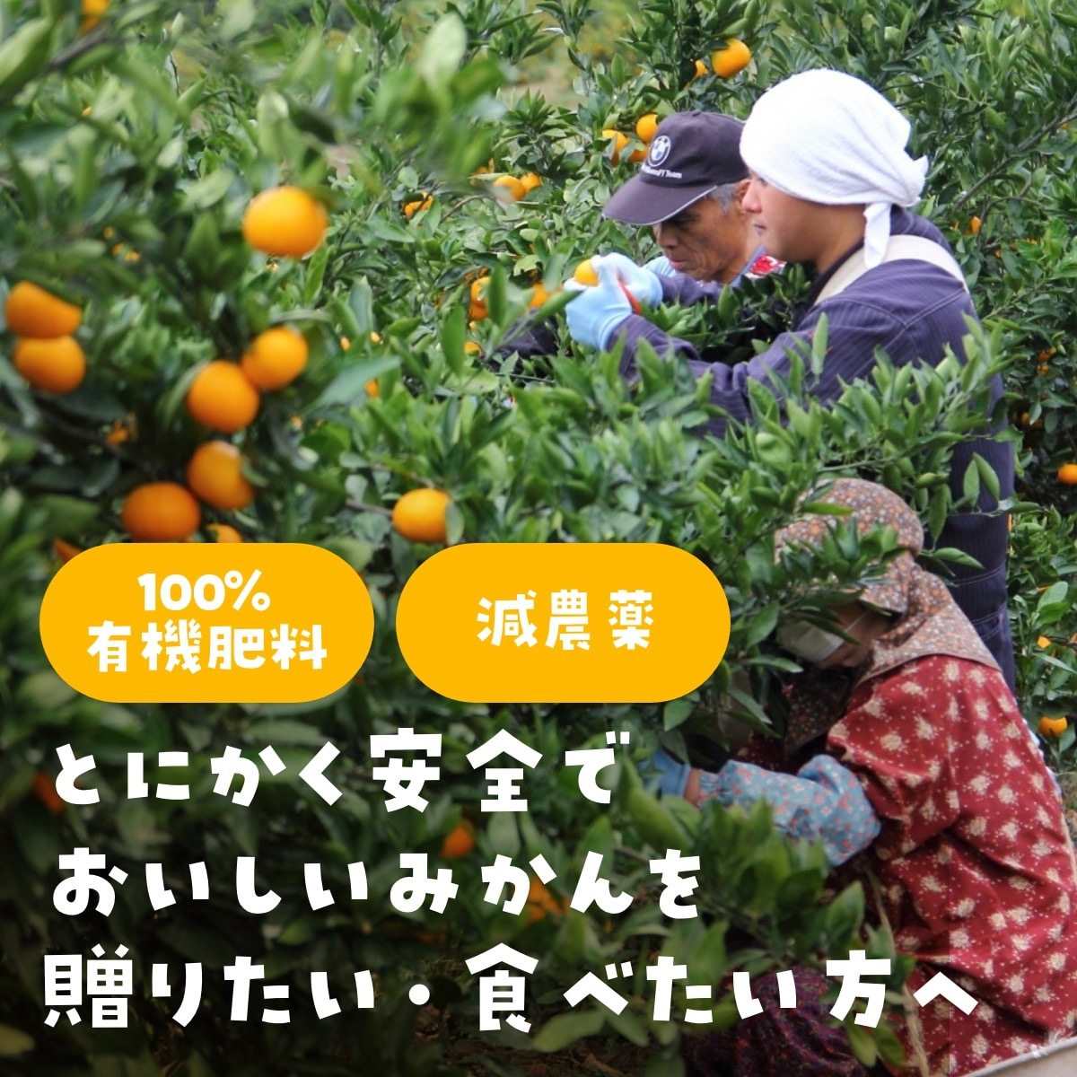 【早生中玉S～L】 高平さんの減農薬 三ヶ日みかん 4kg