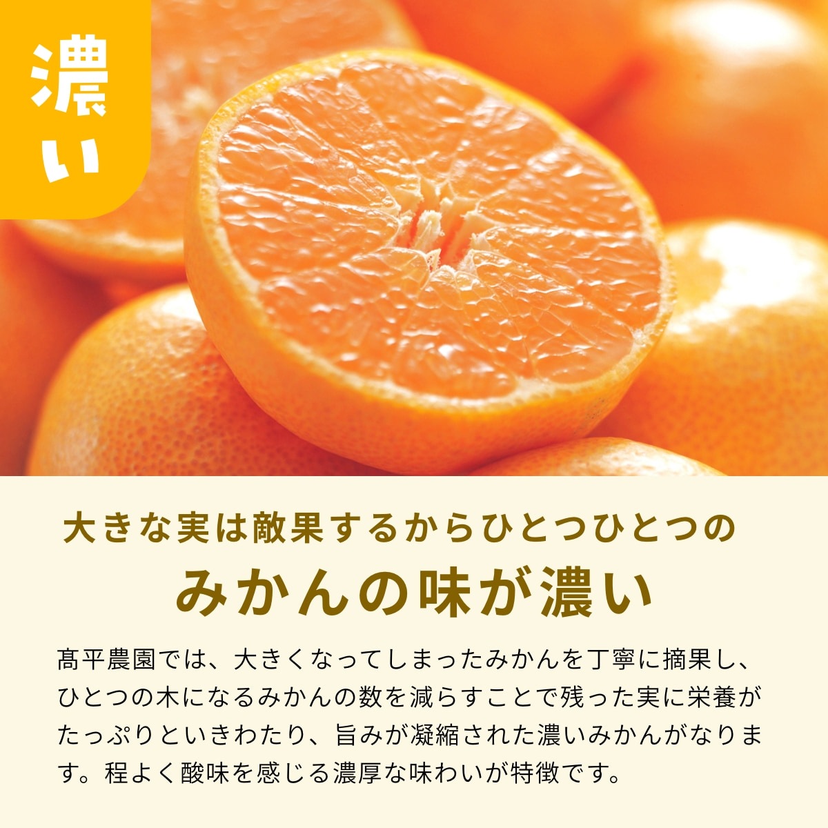 【早生中玉S～L】 高平さんの減農薬 三ヶ日みかん 4kg