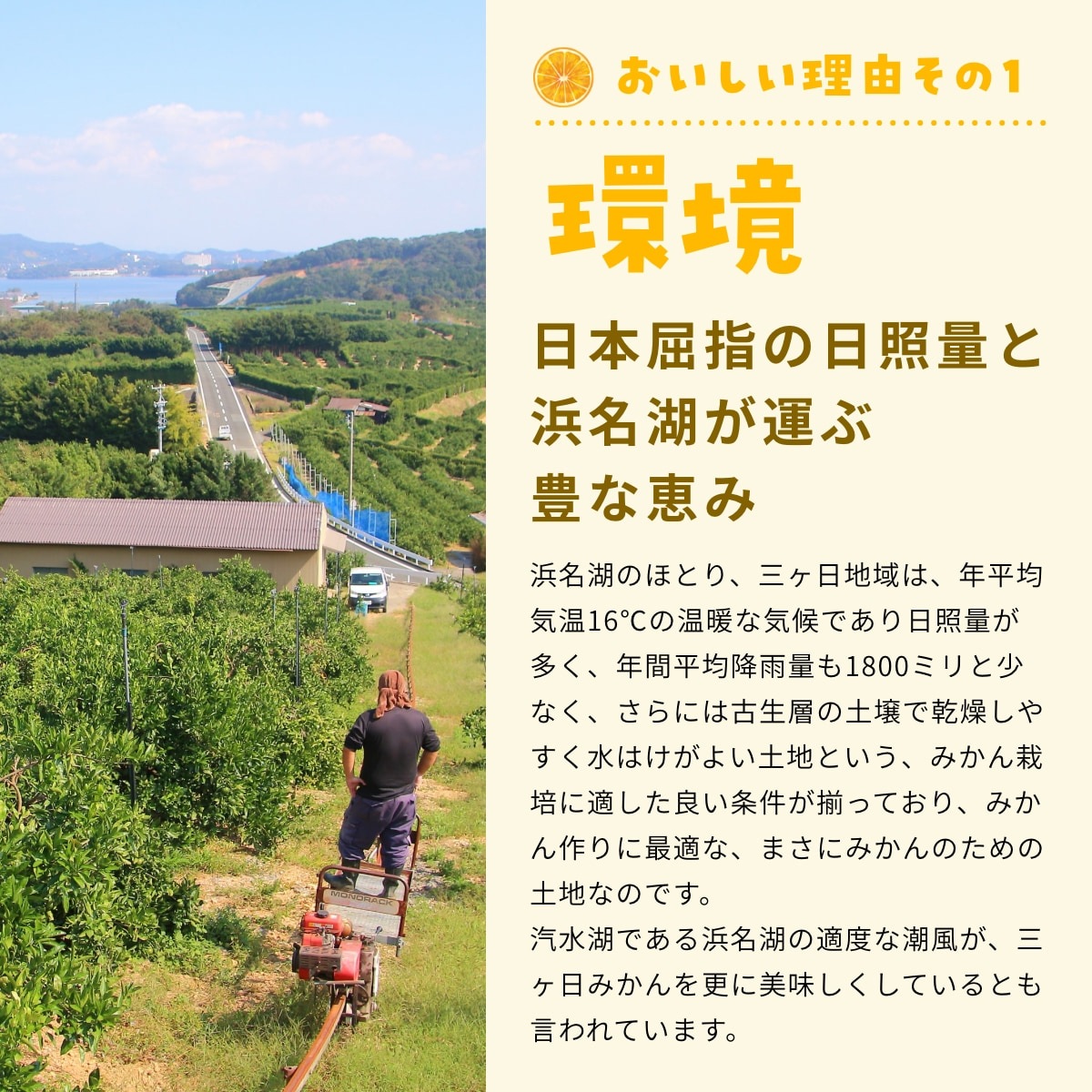 【早生中玉S～L】 高平さんの減農薬 三ヶ日みかん 8kg