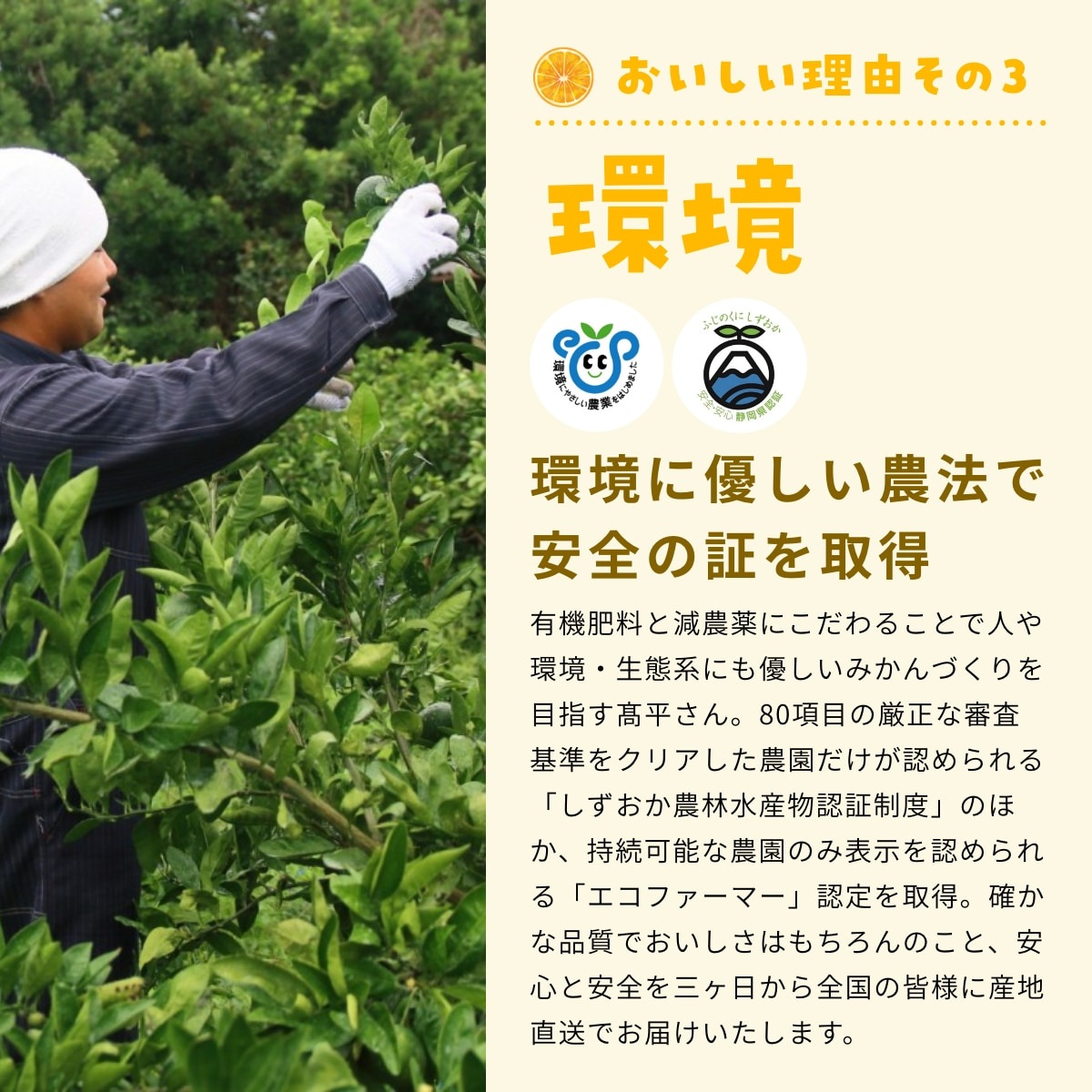 【早生中玉S～L】 高平さんの減農薬 三ヶ日みかん 8kg