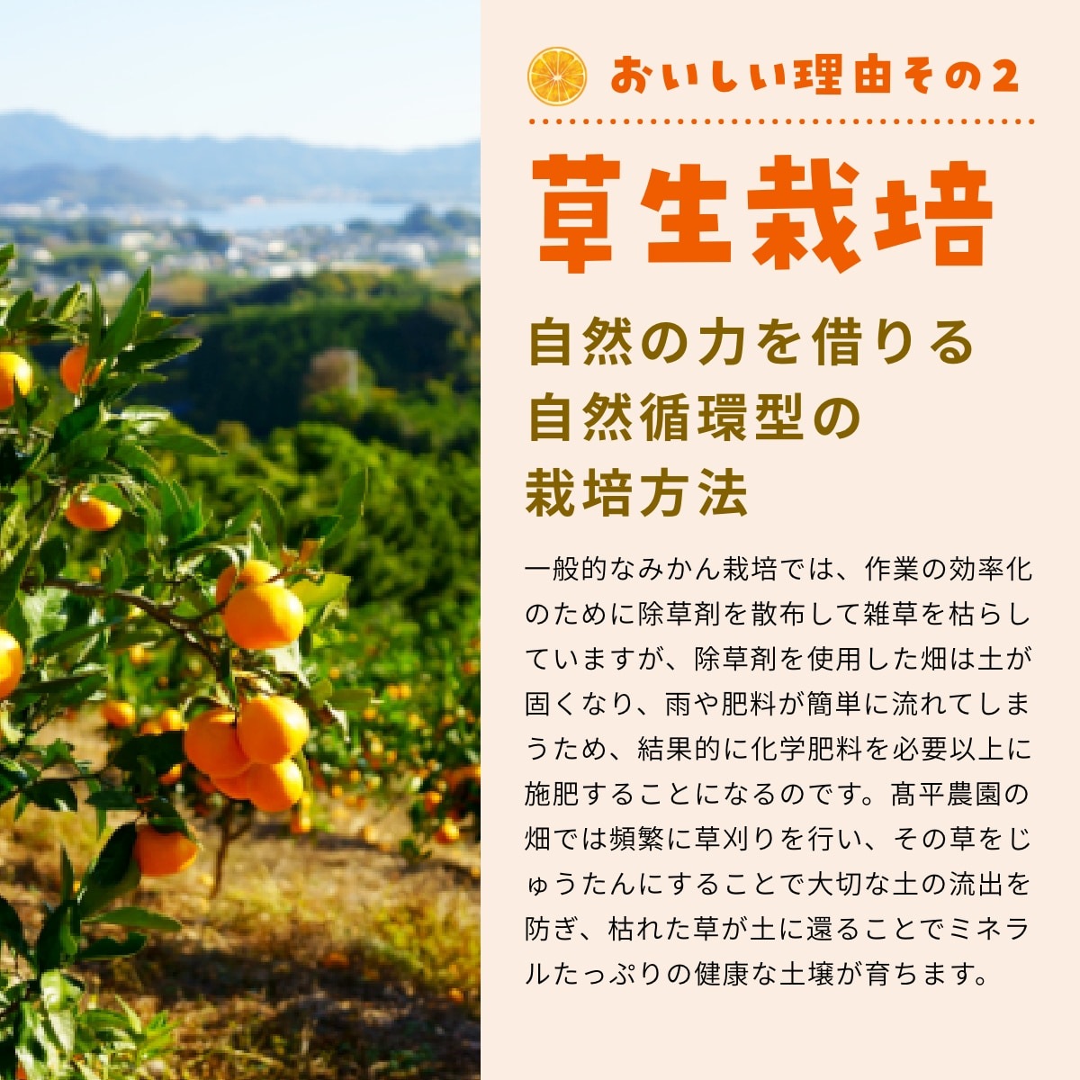 【青島中玉S～L】 高平さんの減農薬 三ヶ日みかん 4kg