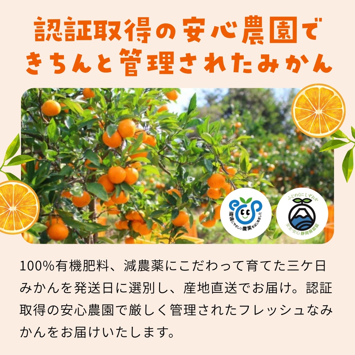 【青島中玉S～L】 高平さんの減農薬 三ヶ日みかん 4kg