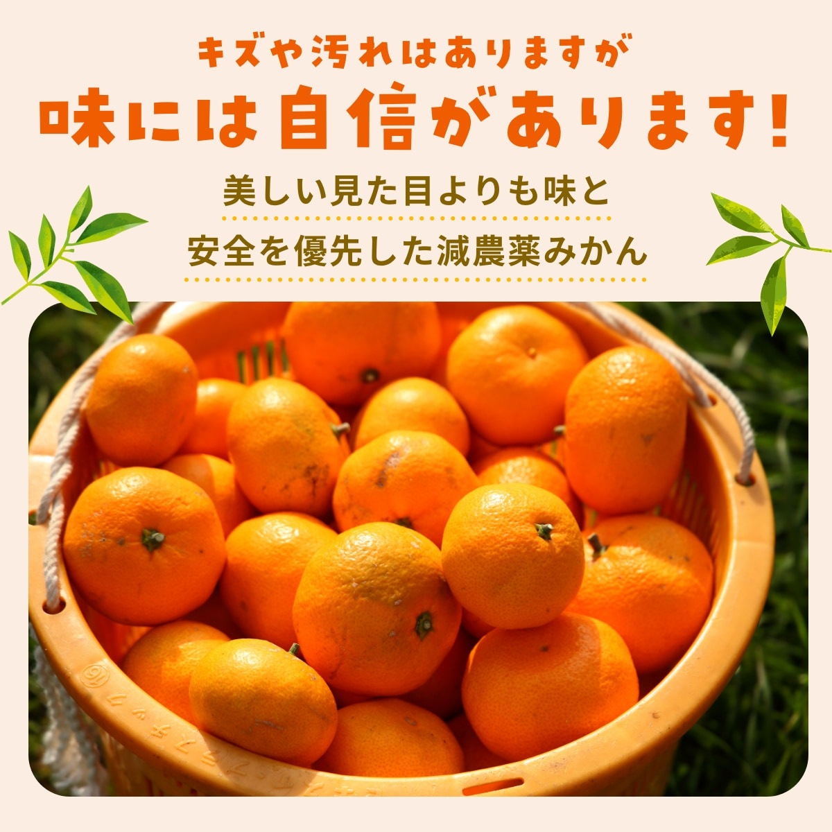 【青島中玉S～L】 高平さんの減農薬 三ヶ日みかん 4kg