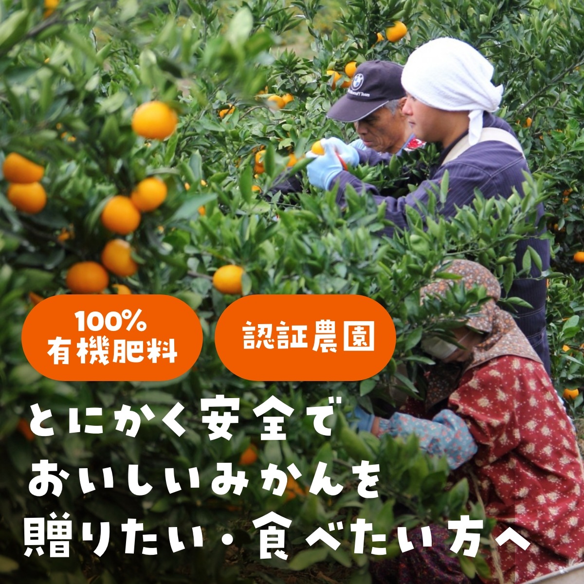 【青島中玉S~L】 認証農園髙平さんの 三ヶ日みかん 8kg