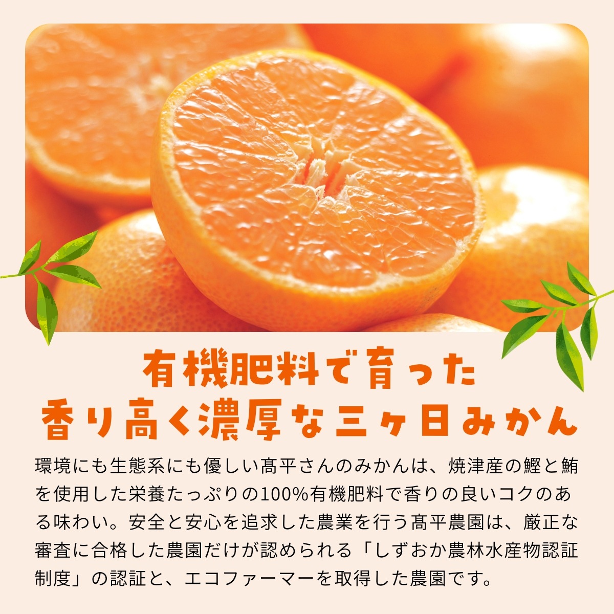 【青島中玉S~L】 認証農園髙平さんの 三ヶ日みかん 8kg