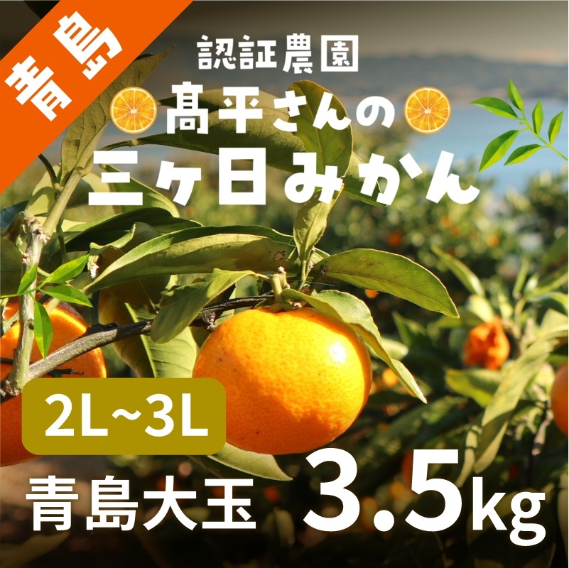 【青島大玉2L～3L】  認証農園 髙平さんの三ヶ日みかん 3.5kg