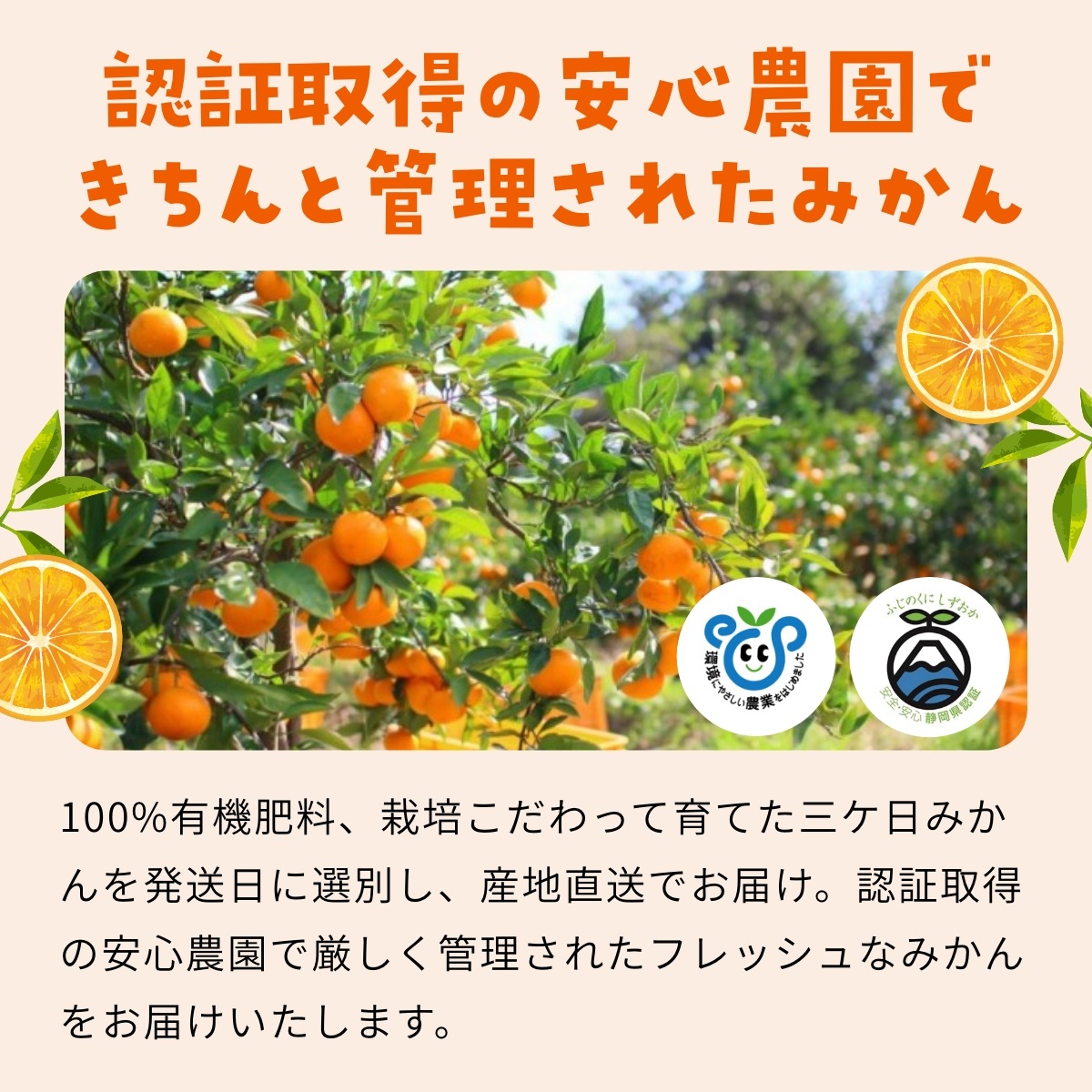 【青島大玉2L～3L】  認証農園 髙平さんの三ヶ日みかん 3.5kg
