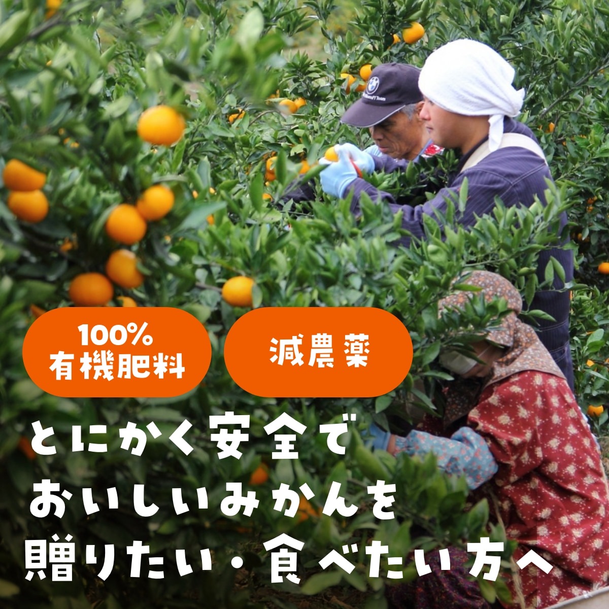 【青島大玉2L~3L】 高平さんの減農薬 三ヶ日みかん 3.5kg