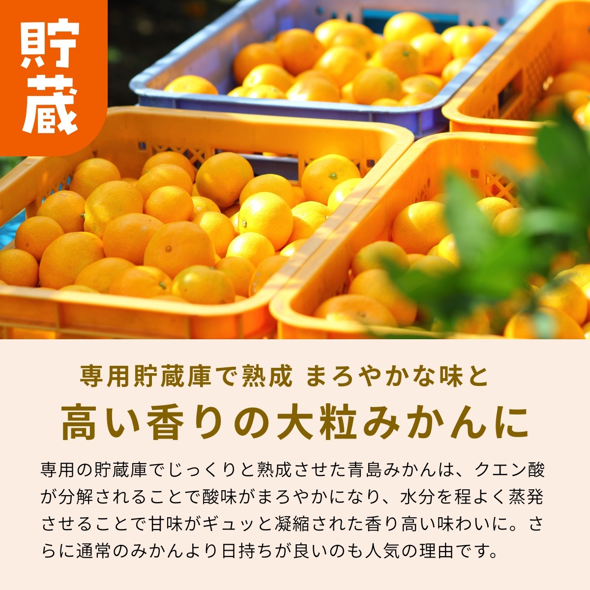 【青島大玉2L～3L】  認証農園 髙平さんの三ヶ日みかん 3.5kg