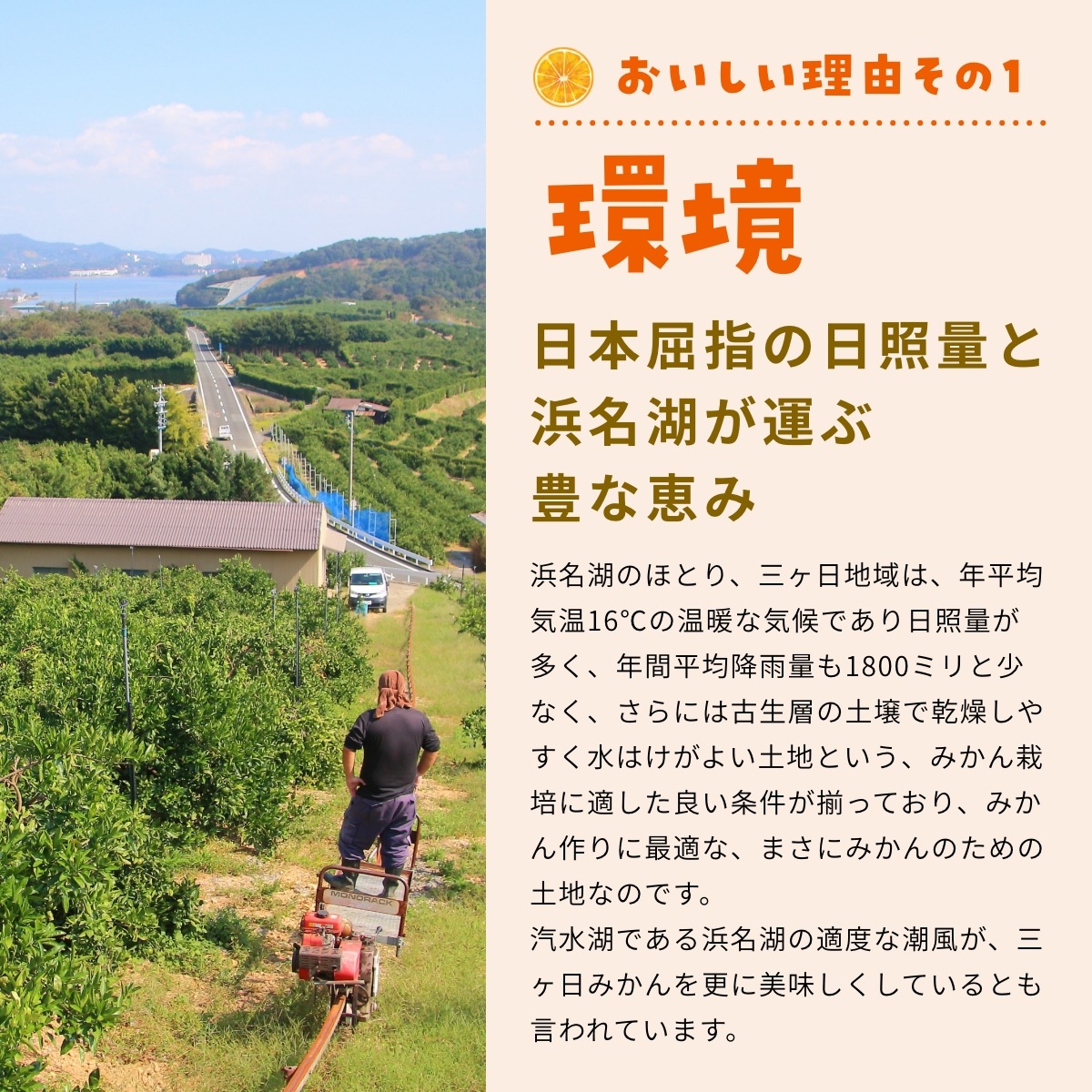 【青島大玉2L～3L】  認証農園 髙平さんの三ヶ日みかん 3.5kg