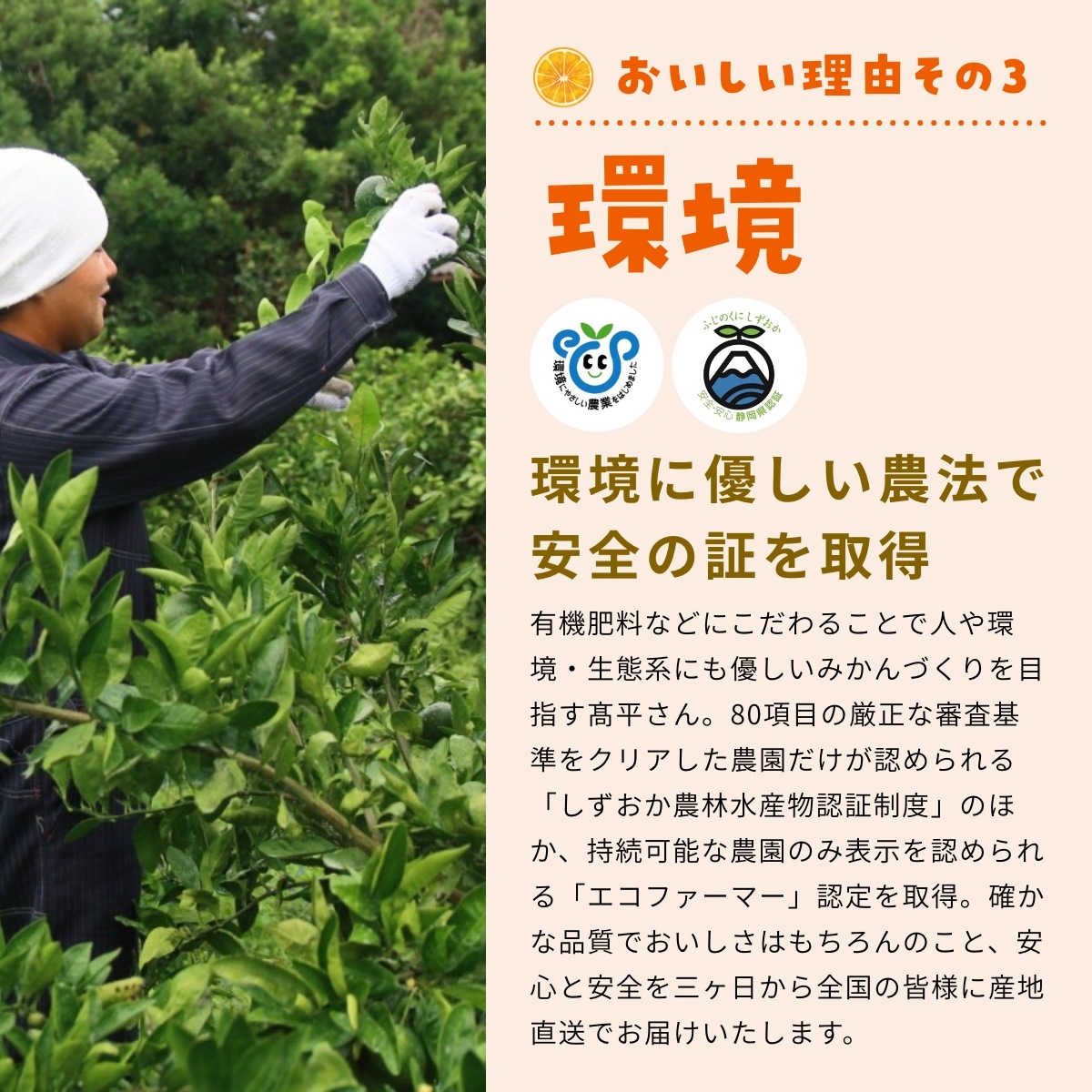 【青島大玉2L～3L】  認証農園 髙平さんの三ヶ日みかん 3.5kg
