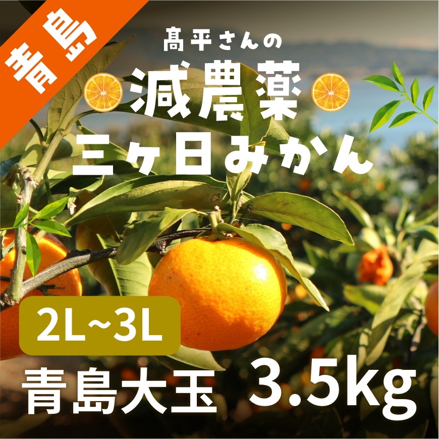 【青島大玉2L~3L】 高平さんの減農薬 三ヶ日みかん 3.5kg