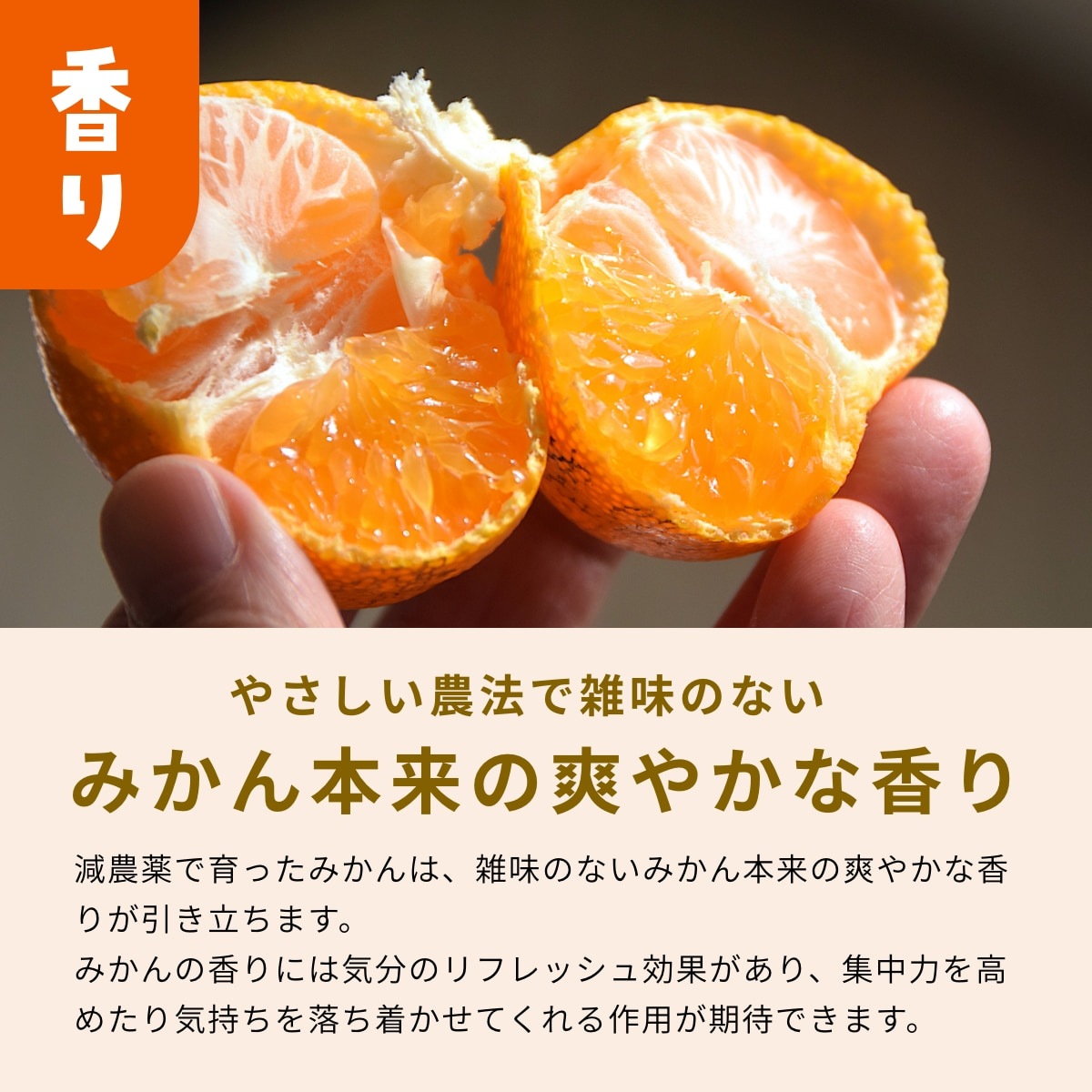 【青島大玉2L~3L】 高平さんの減農薬 三ヶ日みかん 3.5kg