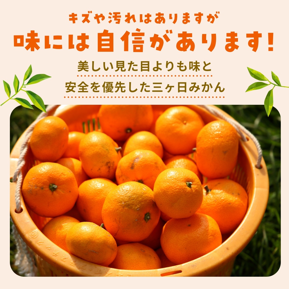 【青島大玉2L～3L】 認証農園 髙平さんの三ヶ日みかん 7kg