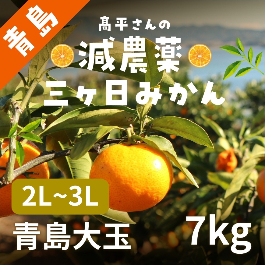 【青島大玉2L～3L】 高平さんの減農薬 三ヶ日みかん 7kg