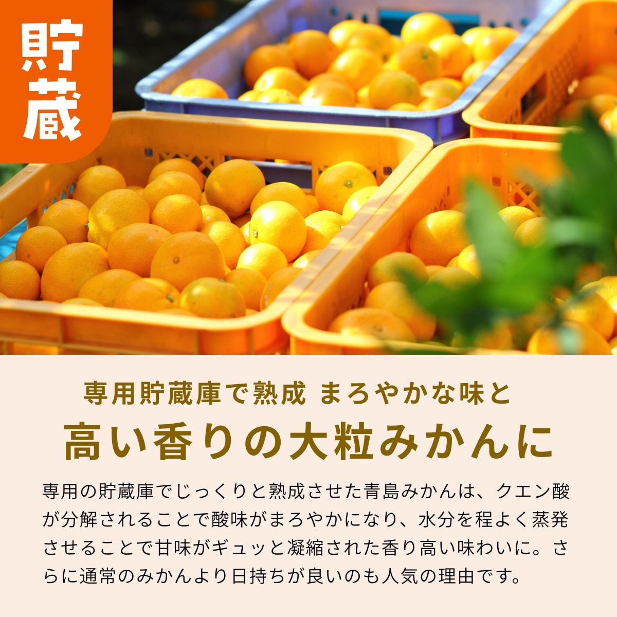 【青島大玉2L～3L】 高平さんの減農薬 三ヶ日みかん 7kg