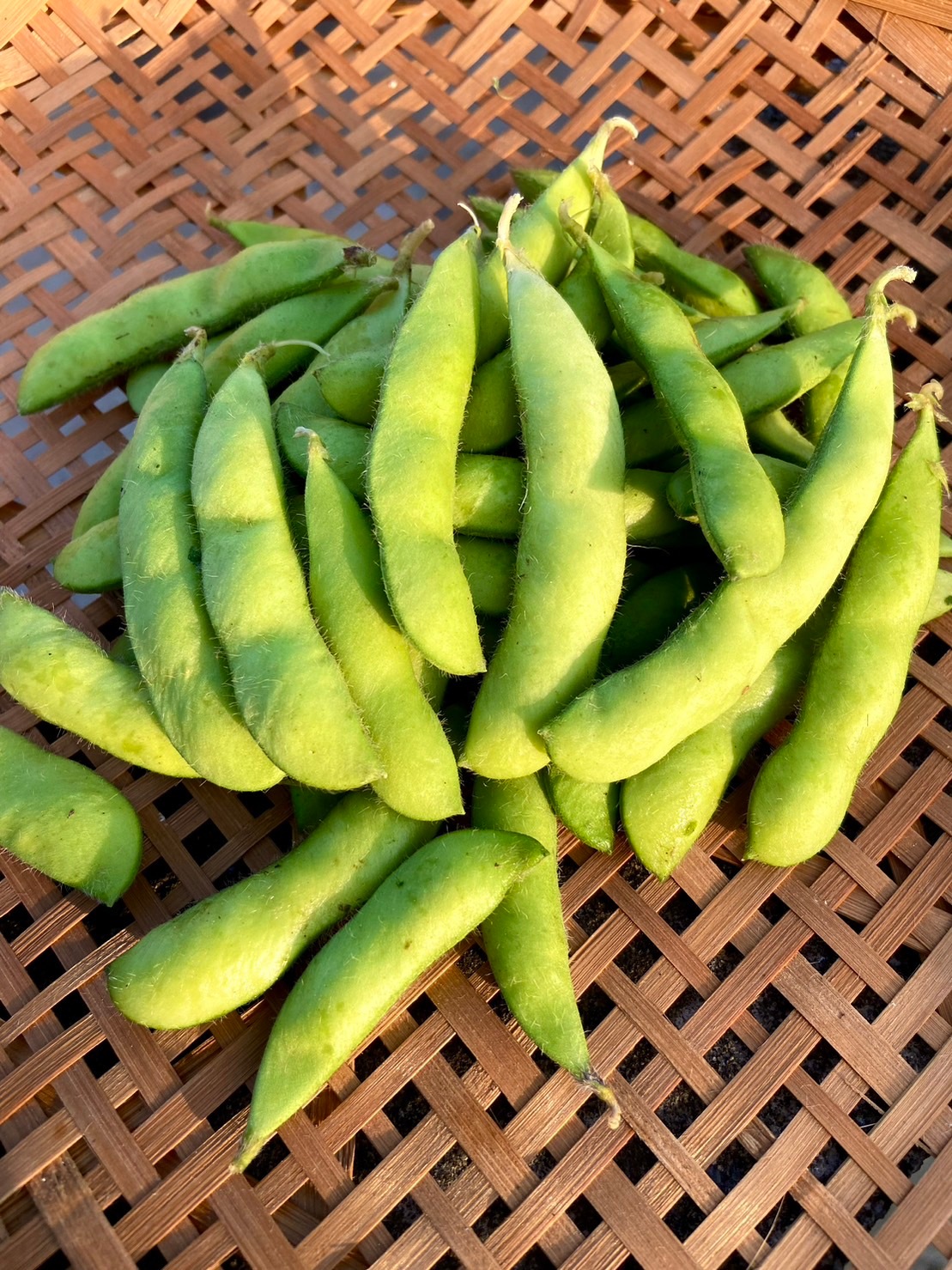 湘南ホワイトコーン5本×湘南EDAMAME3袋セット