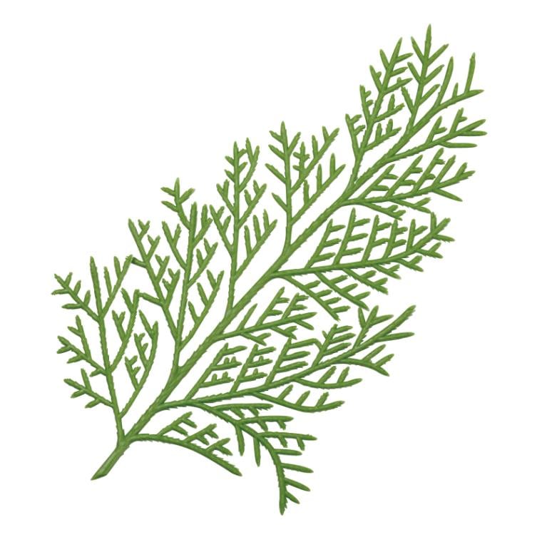 大黒工業 造花　DH-92　ヒバ 大　150個入×10袋（1500個）/箱