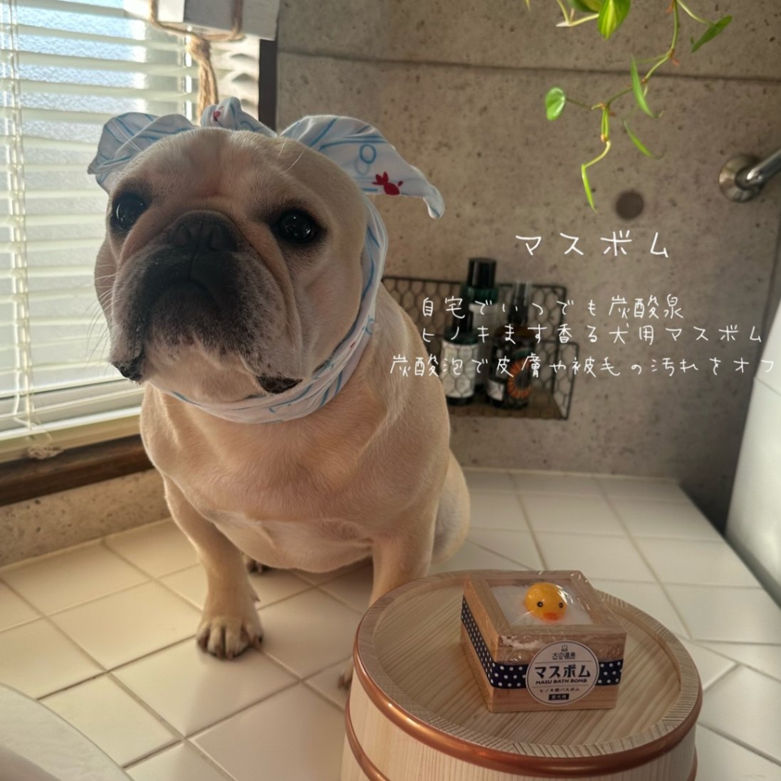 犬用バスボム〈マスボム〉