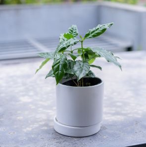幸せを呼ぶ木 別送】《観葉植物》幸せを呼ぶ木「ガジュマル」｜ガーデニング用品の