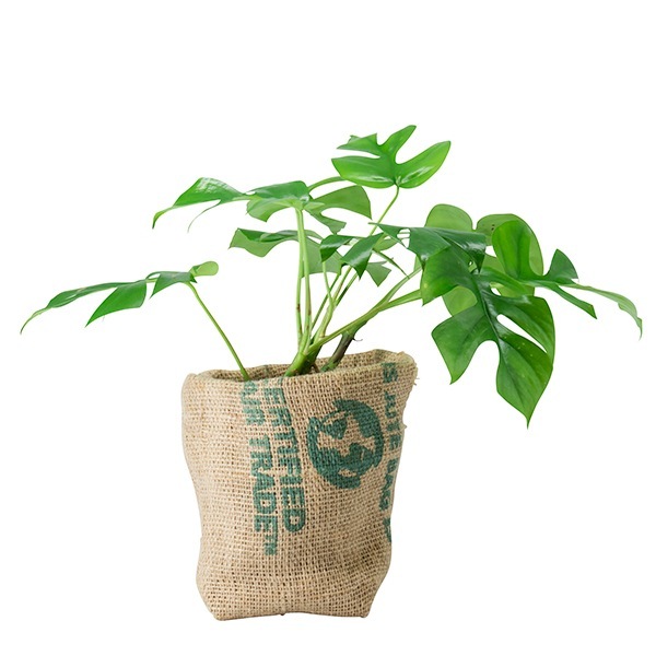 beans　bag　ポット15