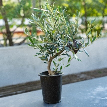 【別送】《観葉植物》平和の象徴「オリーブ」