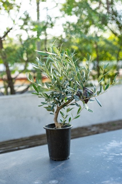 【別送】《観葉植物》平和の象徴「オリーブ」
