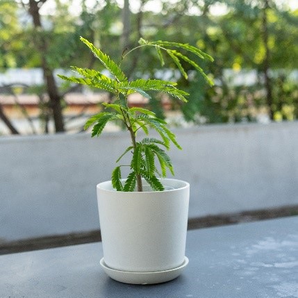 【別送】《観葉植物》夫婦円満の象徴「エバーフレッシュ」