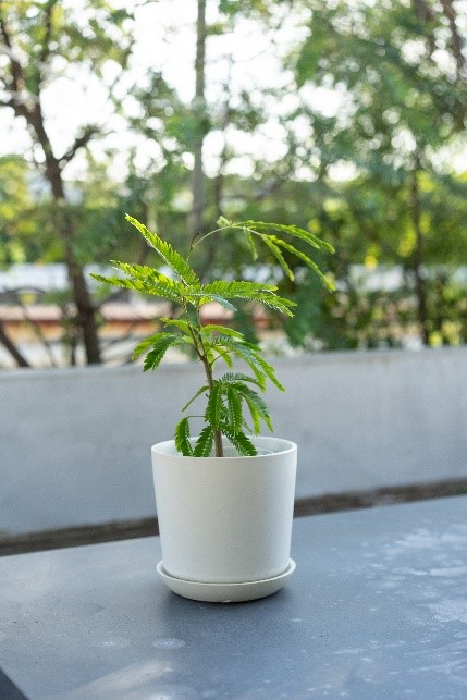 【別送】《観葉植物》夫婦円満の象徴「エバーフレッシュ」