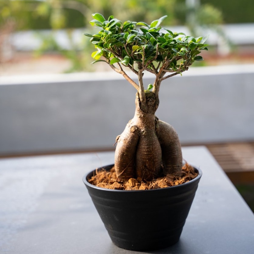 【別送】《観葉植物》幸せを呼ぶ木「ガジュマル」
