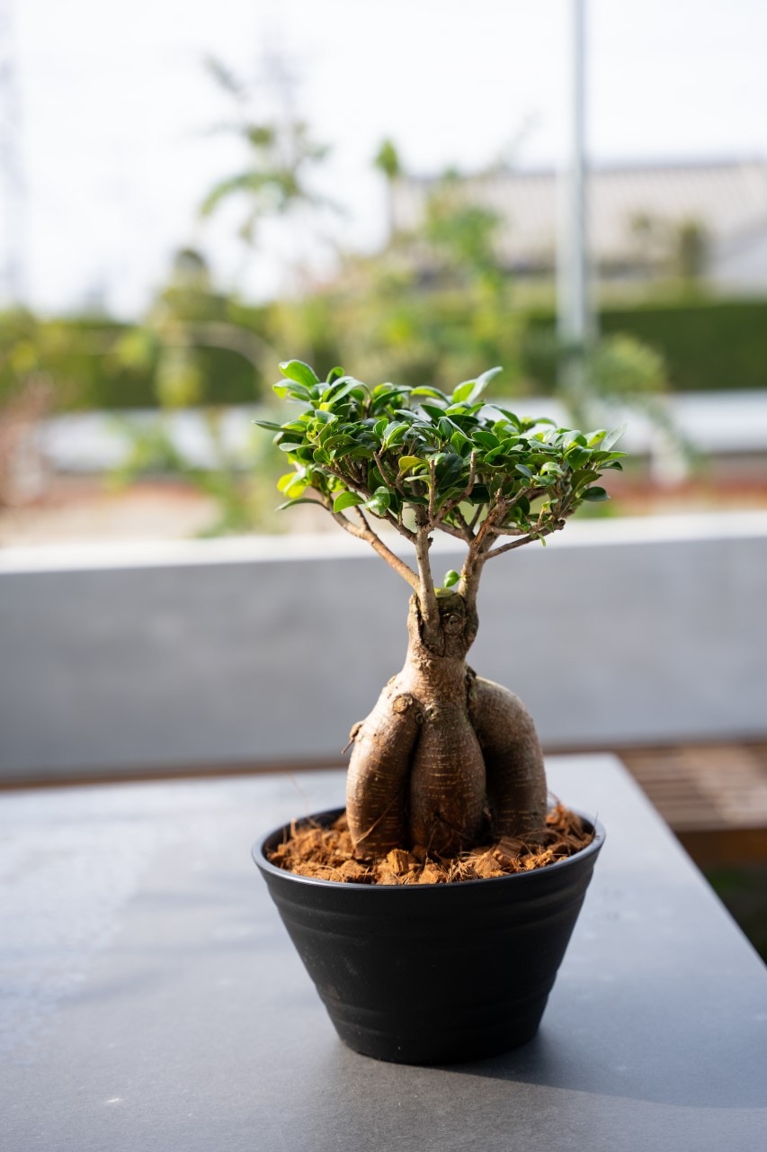 【別送】《観葉植物》幸せを呼ぶ木「ガジュマル」