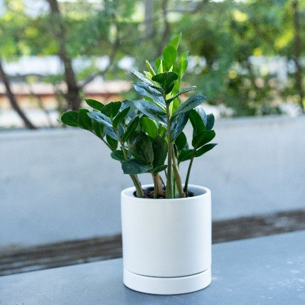 【別送】《観葉植物》金運アップの植物「ザミオクルカス」