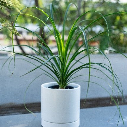 【別送】《観葉植物》「トックリラン」