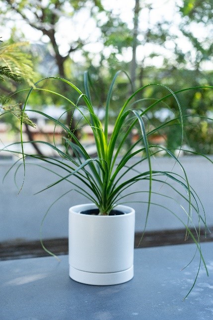 観葉植物　トックリラン 別送】観葉植物「トックリラン」｜ガーデニング用品のアグリオショップ