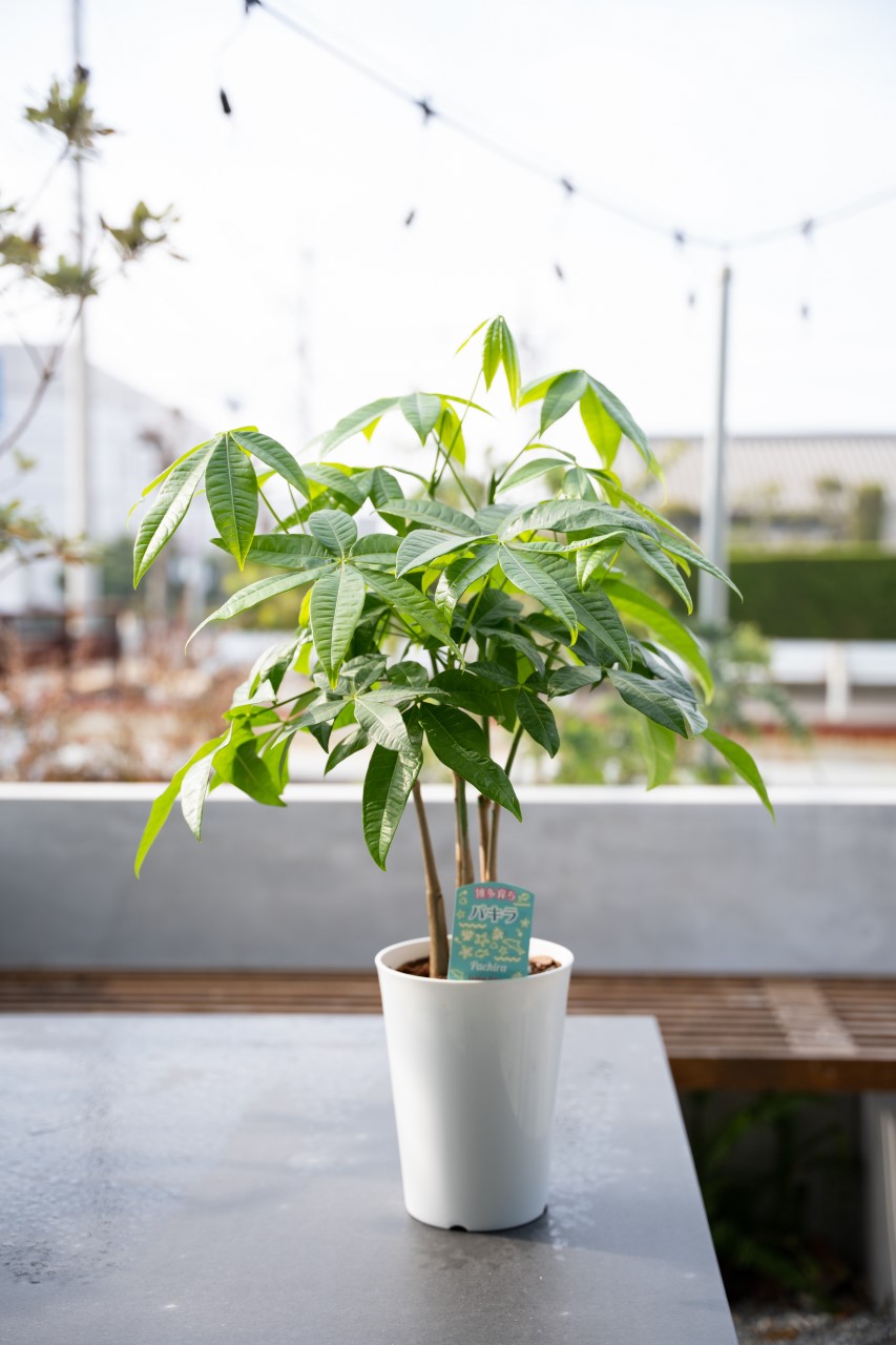 別送】幸せを呼ぶ木「パキラ」｜ガーデニング用品のアグリオショップ