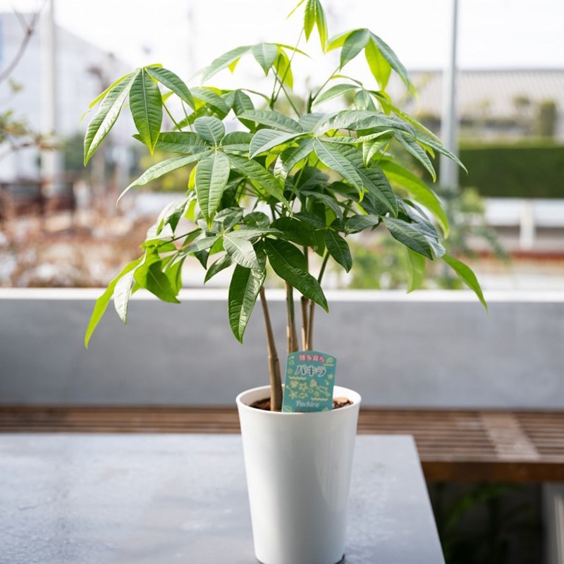 【別送】《観葉植物》幸せを呼ぶ木「パキラ」