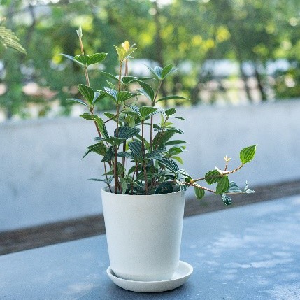 【別送】《観葉植物》「ペペロミア」