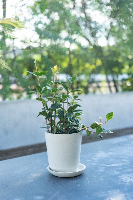 【別送】《観葉植物》「ペペロミア」