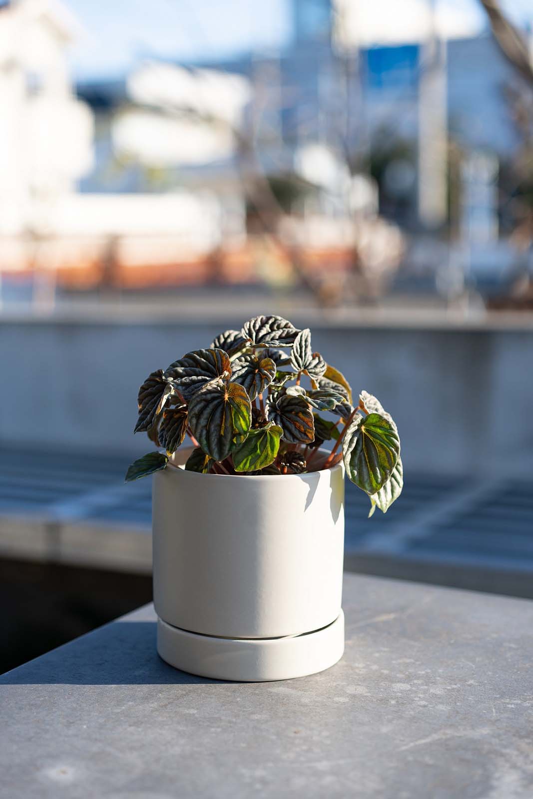 【別送】《観葉植物》「ペペロミア」