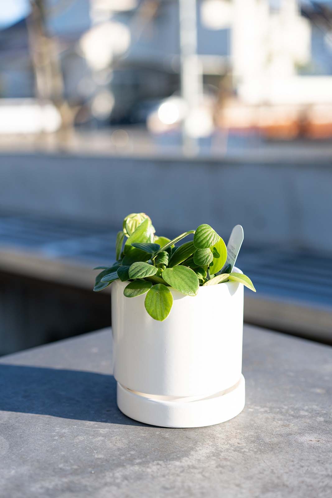 【別送】《観葉植物》「ペペロミア」