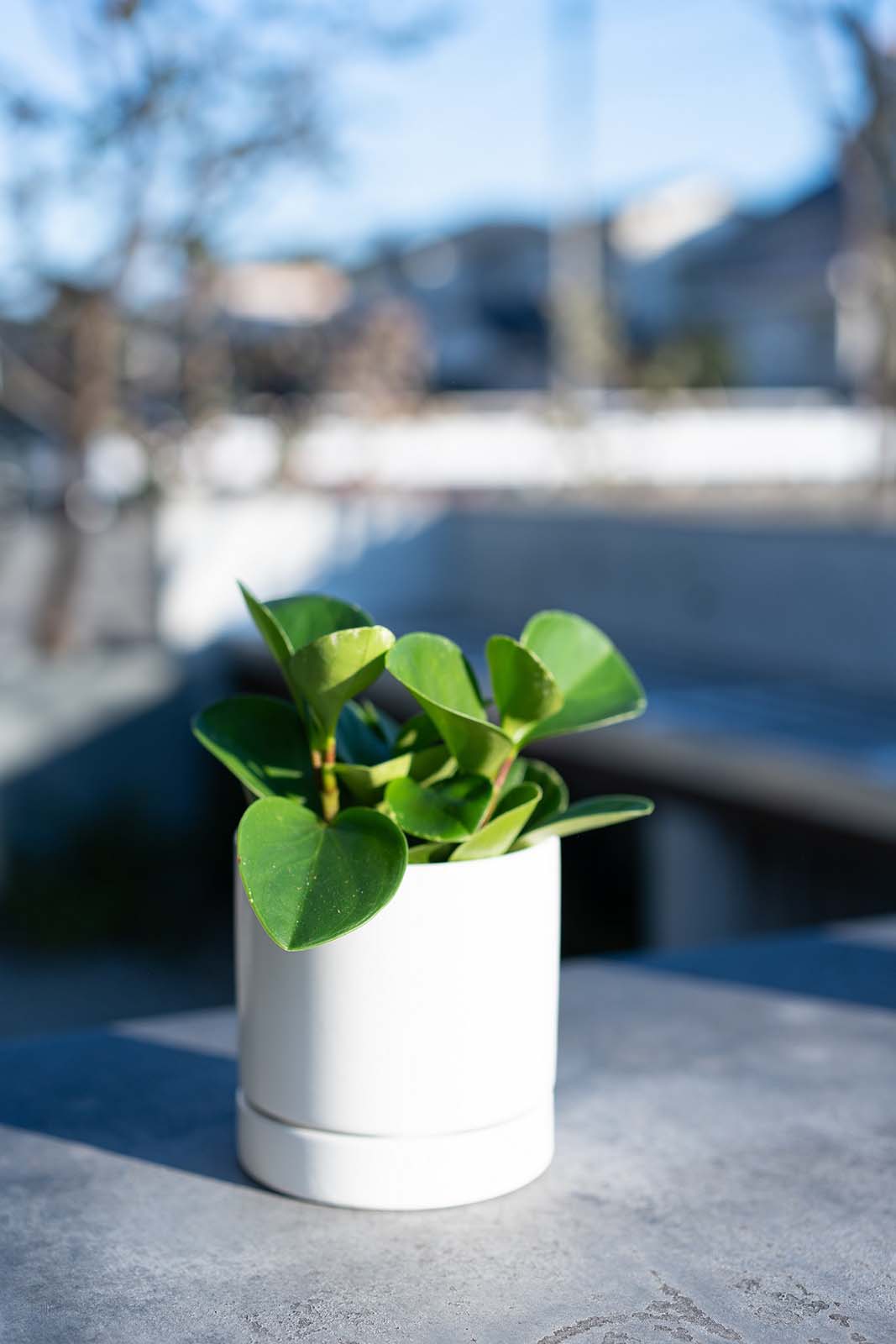 【別送】《観葉植物》「ペペロミア」