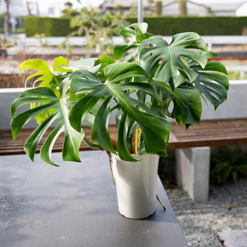 早い者勝ち！5鉢価格！幸福の木　アレカヤシ　モンステラ　苗　苗木　観葉植物 早い者勝ち！5鉢価格！幸福の木 アレカヤシ モンステラ 苗 苗木