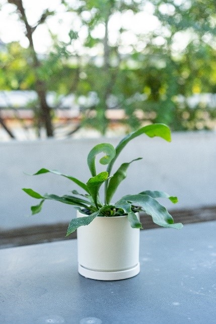 別送】《観葉植物》「コウモリラン」|ガーデニング用品のアグリオ 別送】《観葉植物》「コウモリラン」|ガーデニング用品のアグリオ