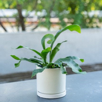 【別送】《観葉植物》「コウモリラン」