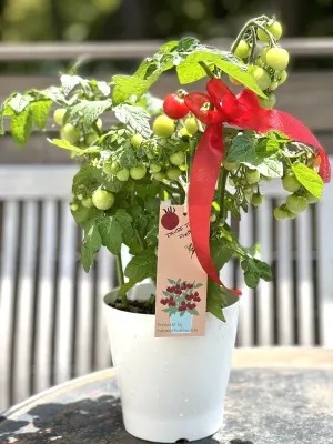 【別送】《母の日ギフト》「実つきドワーフトマト・プリティーベル」5号鉢植え/送料込み【液肥付き】