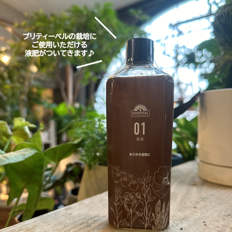 【別送】《母の日ギフト》「実つきドワーフトマト・プリティーベル」5号鉢植え/送料込み【液肥付き】