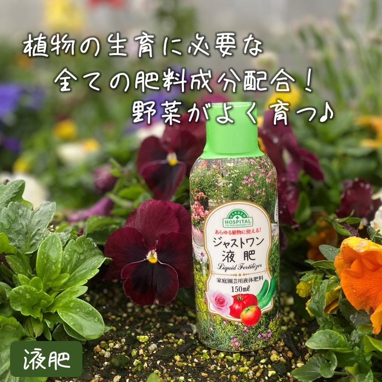 【別送】春の家庭菜園セット　シングル【送料無料】